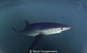 I've Got My Eye On You
Blue shark off the coast of Rhode... by Tanya Houppermans 